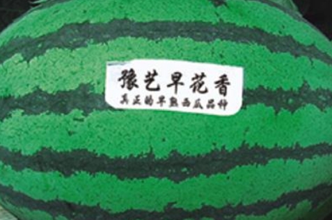 天辰娱乐早花香
