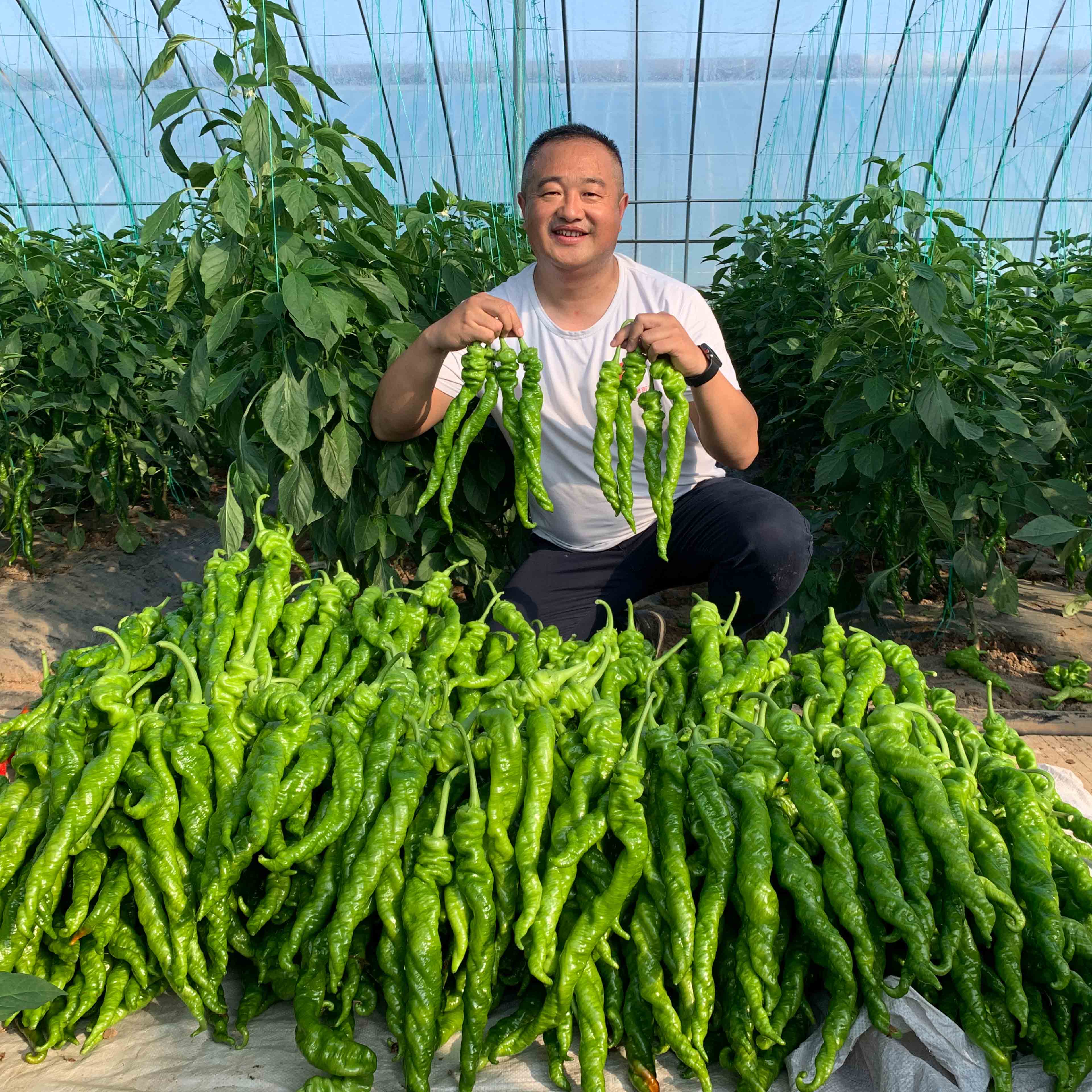 天辰娱乐大ma花