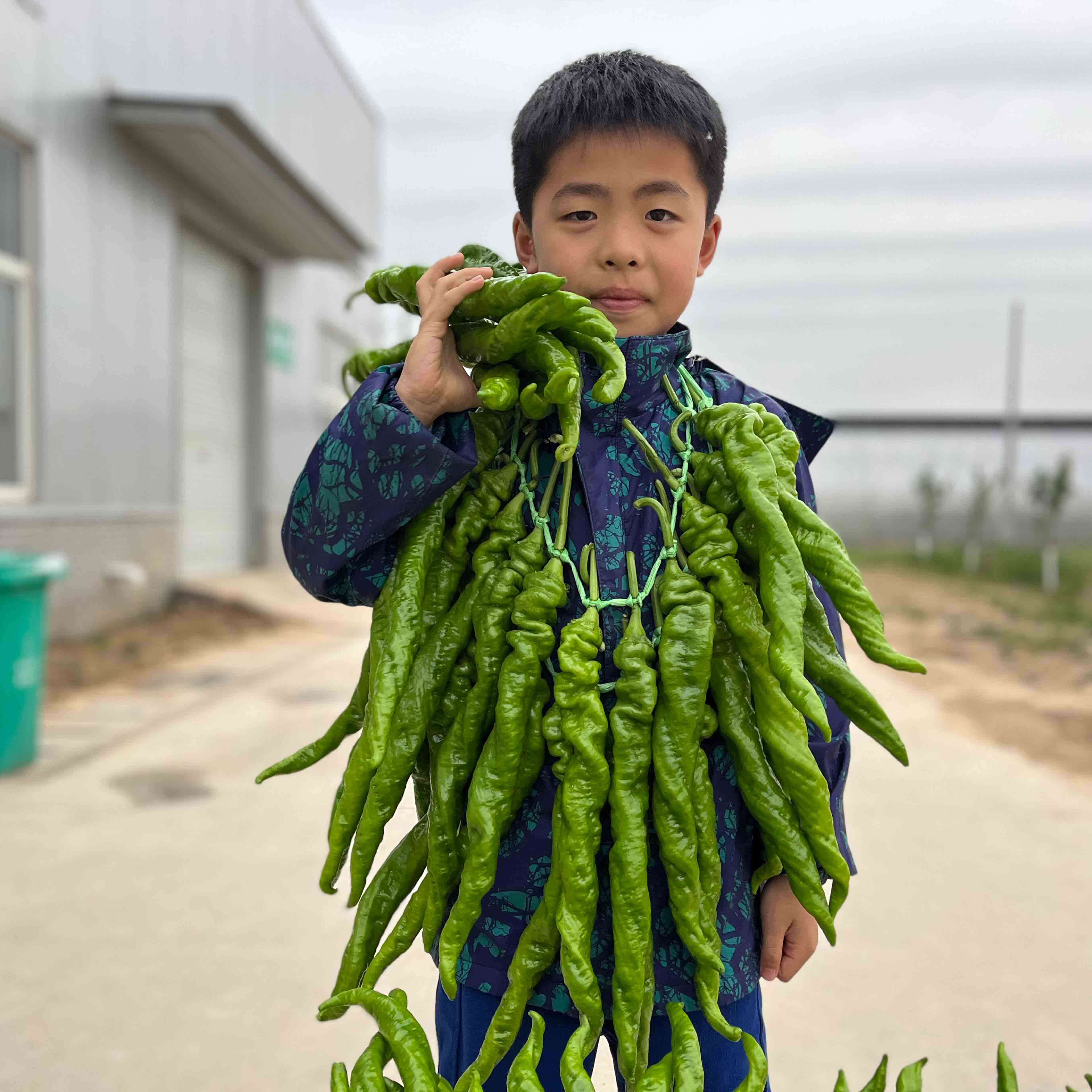 天辰娱乐大ma花
