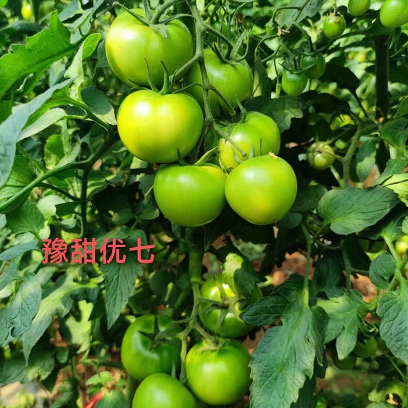 天辰娱乐优七