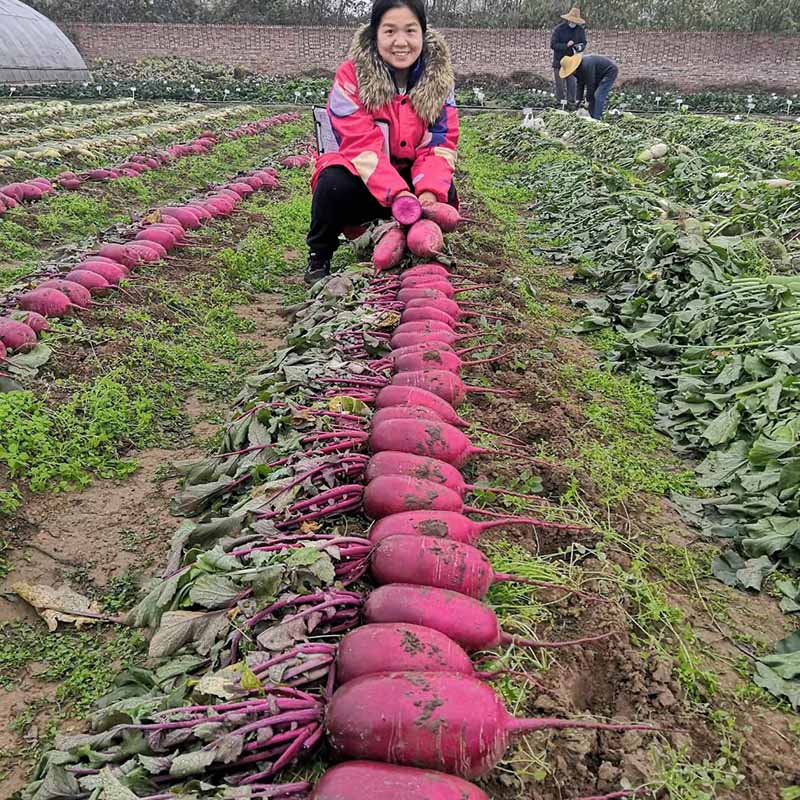 天辰娱乐火龙果