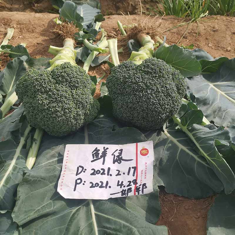 天辰娱乐鲜绿