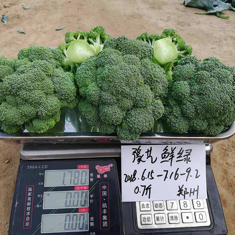 天辰娱乐鲜绿