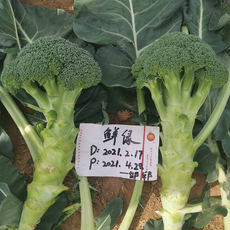 天辰娱乐鲜绿