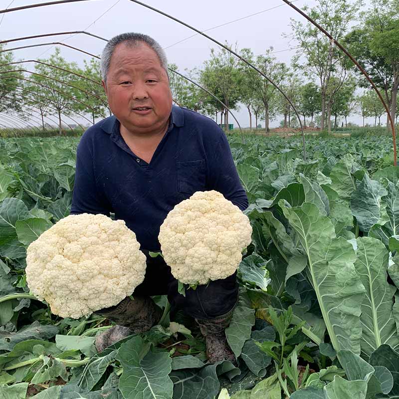 珍玉松宝90
