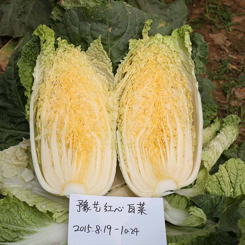 天辰娱乐红心白菜