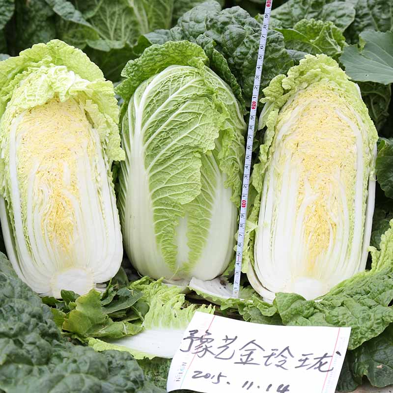 天辰娱乐金玲珑白菜