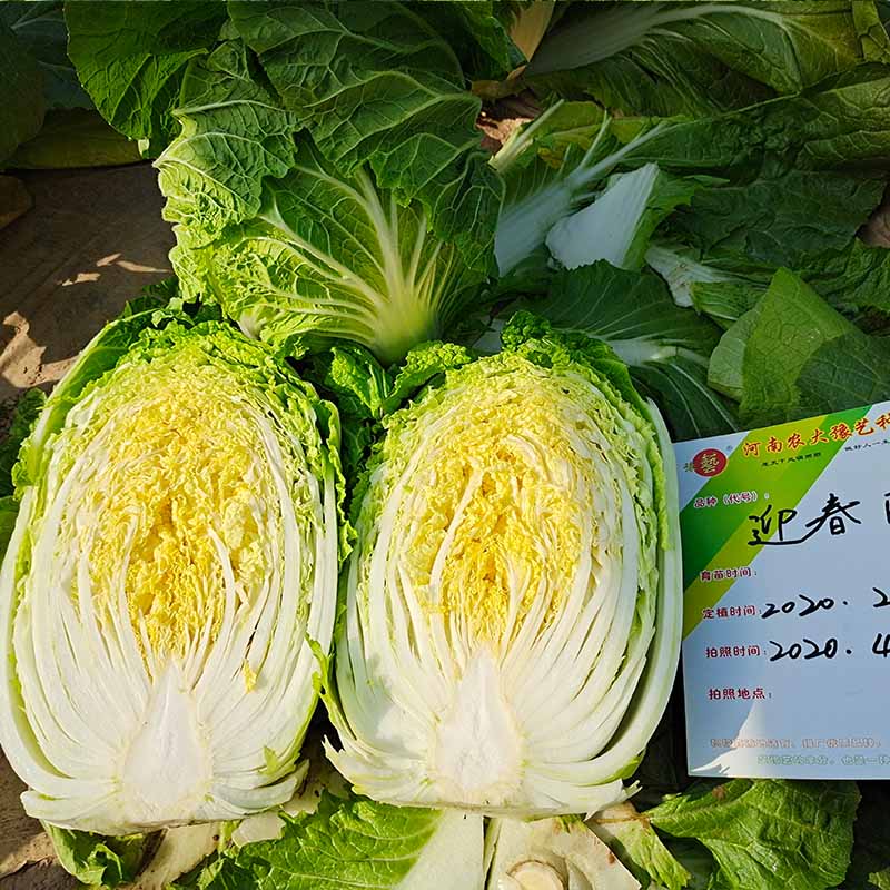 天辰娱乐迎春白菜