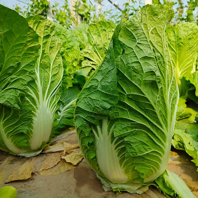 天辰娱乐迎春白菜