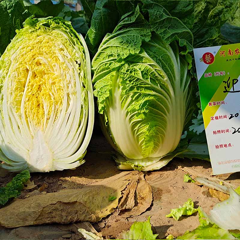 天辰娱乐迎春白菜