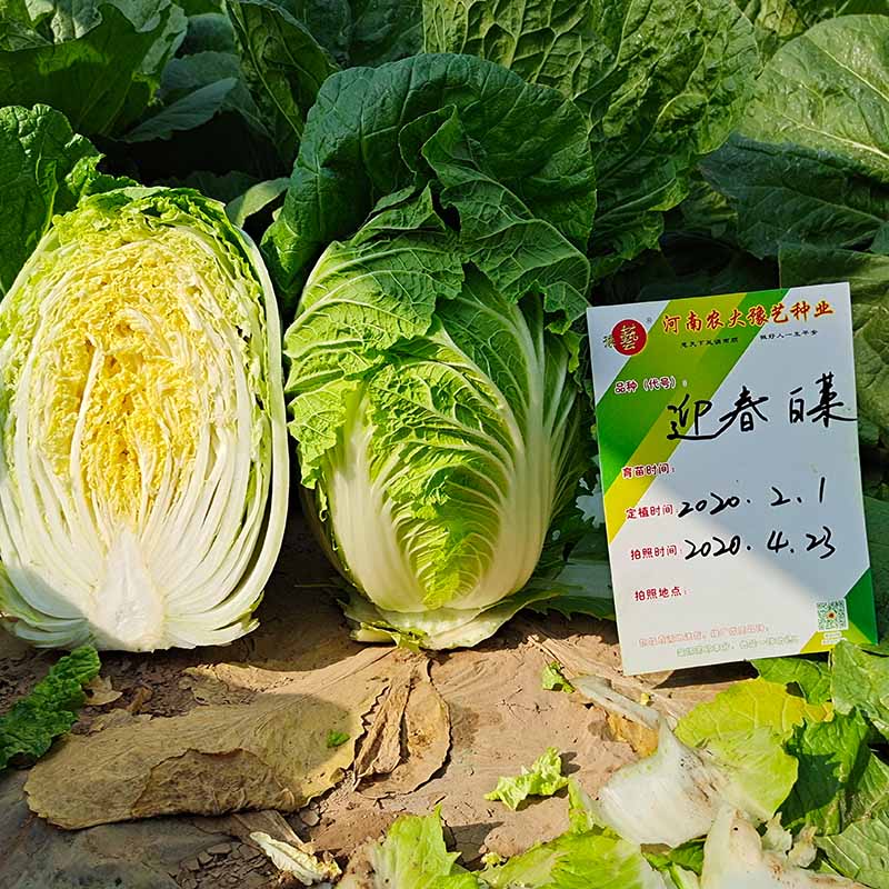 天辰娱乐迎春白菜