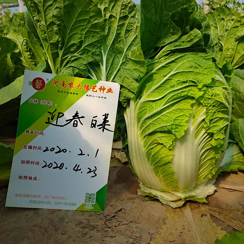 天辰娱乐迎春白菜
