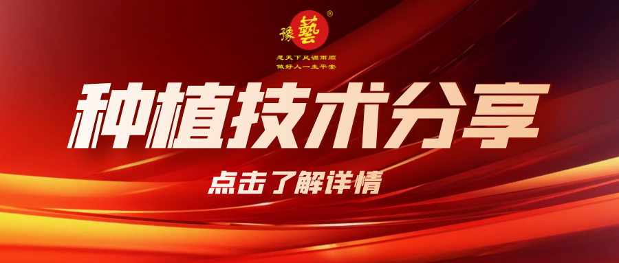 要想种出精品率高的胡萝卜，这7点要注意！
