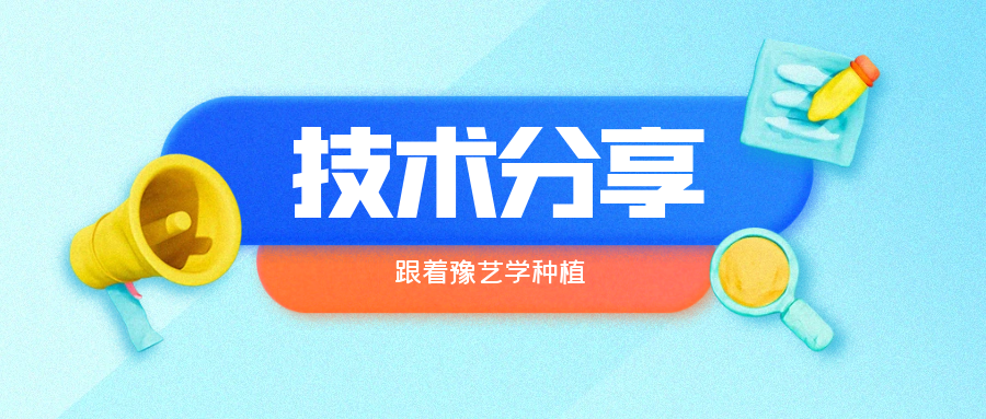 秋大棚辣椒、番茄育苗关键技术分享