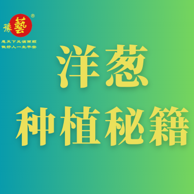 洋葱种植秘籍：掌握这八点，种出优质洋葱！